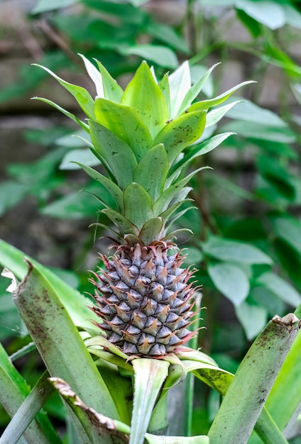 Jeune ananas poussant sur l'arbre à l'intérieur d'un jardin de cour