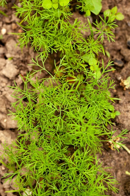 Jeune aneth vert sur un lit de jardin Semis d'aneth Petites pousses de semis