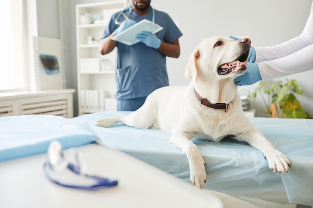 Jeune animal malade allongé sur une table médicale tandis qu'une femme en gants l'examine