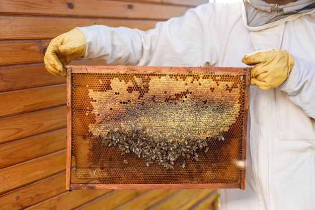 Jeune apiculteur femme tenir cadre en bois avec nid d'abeille