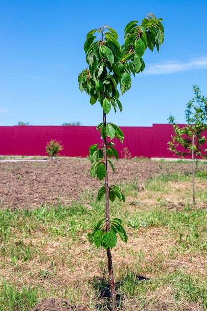 Jeune arbre de cerisier dans le jardin plantant et prenant soin des plantes au printemps