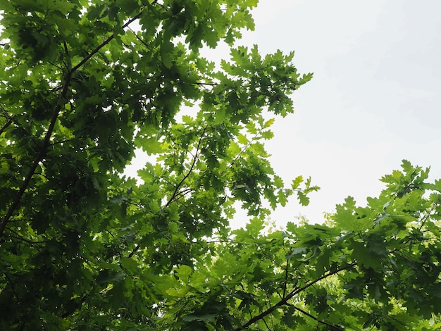 Jeune arbre de chêne (Quercus robur)