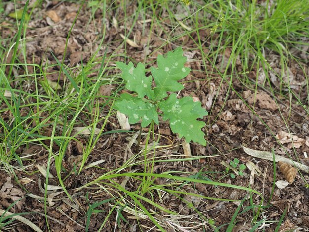 Jeune arbre de chêne (Quercus robur)