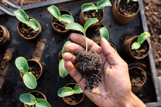 Photo le jeune arbre en croissance était entre les mains de l'homme qui cultivait