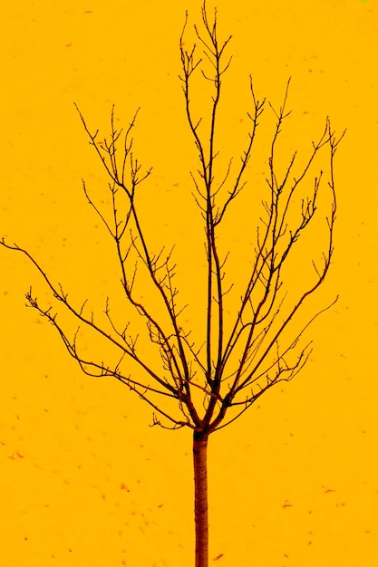 Jeune arbre dans la saison d'automne