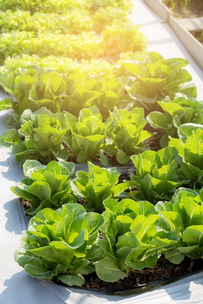 Jeune arbre de ferme biologique de laitue verte ‹cos romaine en plantation.