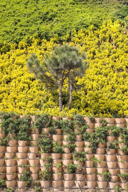 Jeune arbre en fleurs