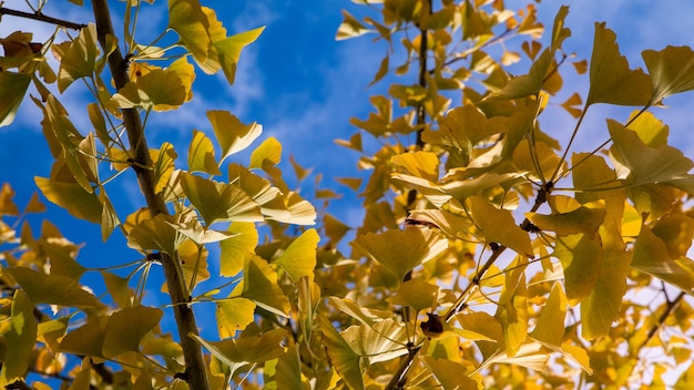 Un jeune arbre Ginkgo Biloba aux feuilles jaunes dans la forêt d'automne. Beau fond naturel. L'arbre de maidenhair originaire de Chine a diverses utilisations en médecine traditionnelle.