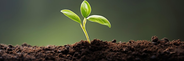 Un jeune arbre en gros plan