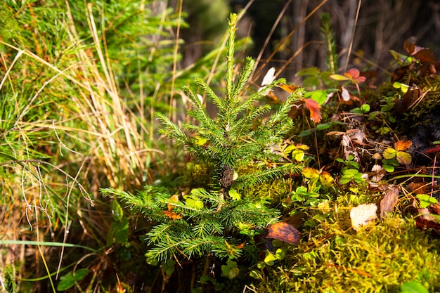 Jeune arbre de Noël dans le parc. un très petit arbre de Noël dans la forêt d'automne pousse pour Noël