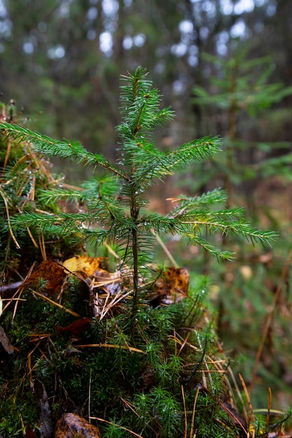 Jeune arbre de Noël dans le parc. un très petit arbre de Noël dans la forêt d'automne pousse pour Noël