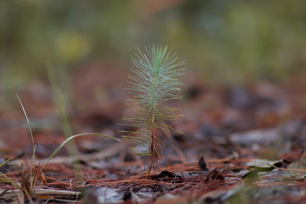 Photo un jeune arbre de pin épicéa pousse dans le sol