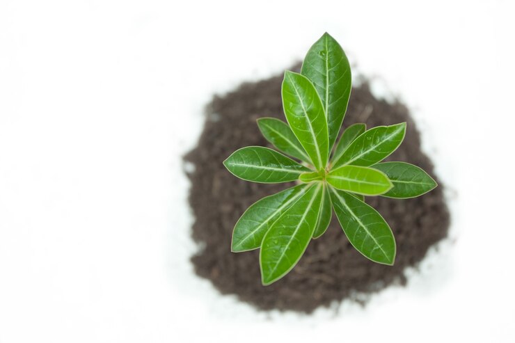 Photo jeune arbre en plante