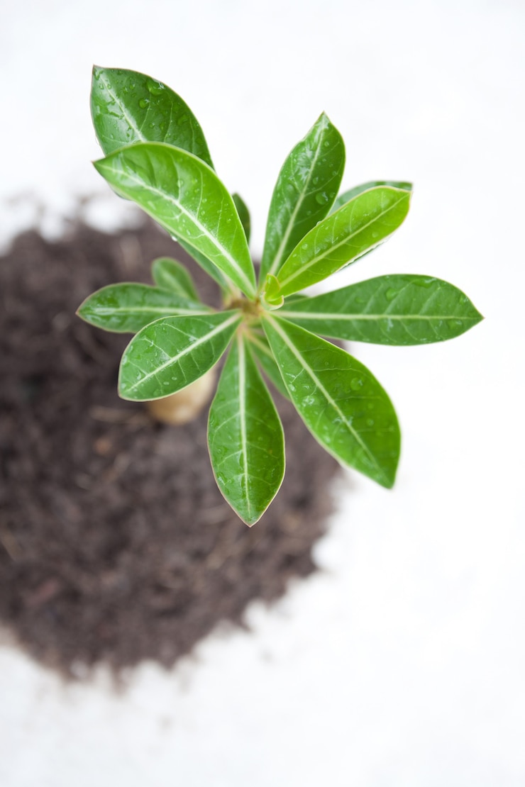 Photo jeune arbre en plante