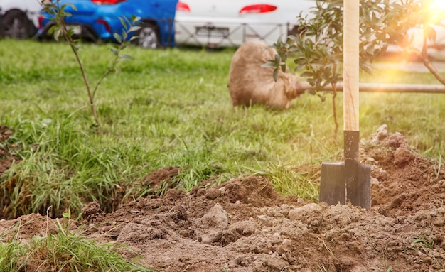 Le jeune arbre se trouve dans un trou creusé à côté de la pelle et est prêt à être planté dans le sol. Contexte de la gentrification du territoire. Concept d'aménagement paysager, de nature, d'environnement et d'écologie. Espace de copie