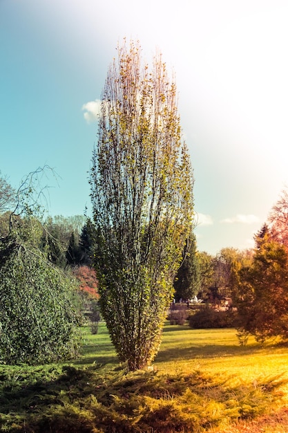 Un jeune arbre vert pousse dans la nature