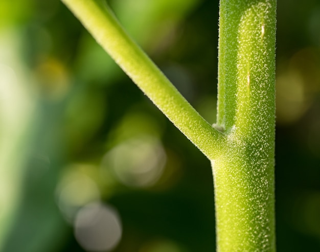 le jeune arbre vert