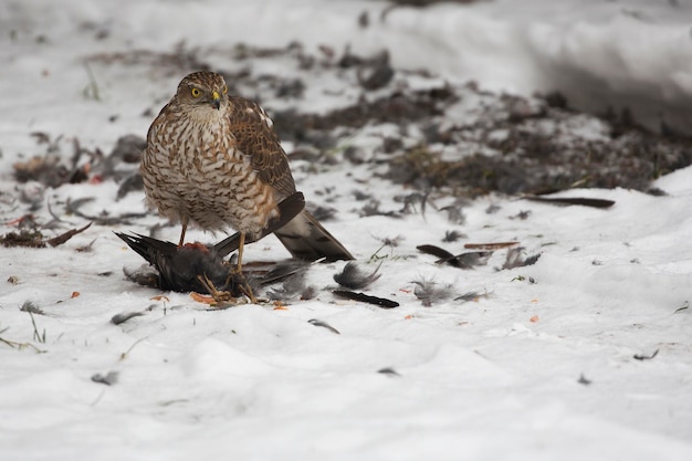 Un jeune autour des palombes à la chasse