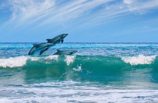 une jeune baleine à bosse est assise sous la surface