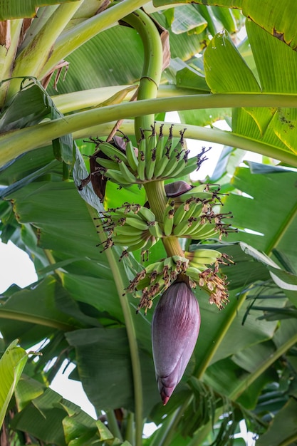 Jeune banane verte poussant sur l'arbre dans le jardin avec fleur