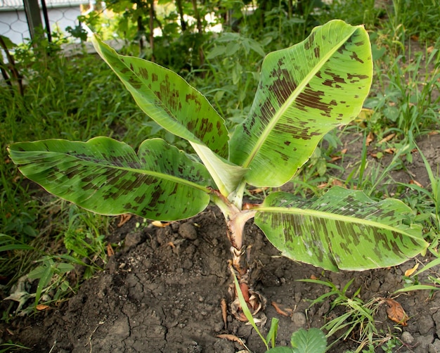Jeune bananier avec de belles feuilles Musa acuminata var zebrina