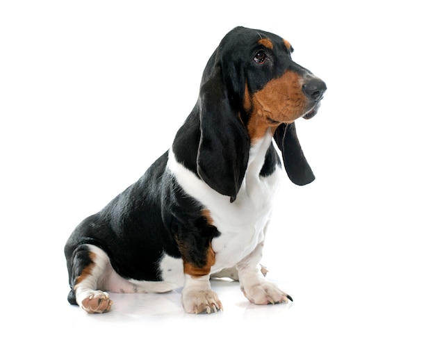 jeune basset hound