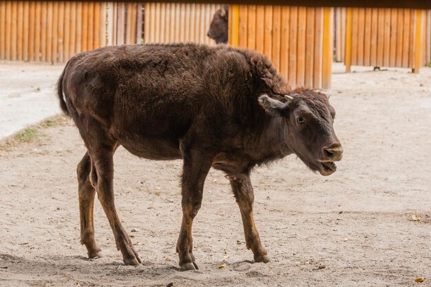 Jeune beau bison