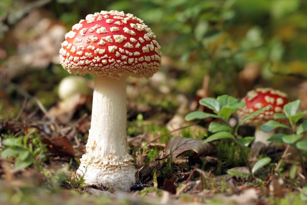 Un jeune et beau champignon agaric mouche venimeux pousse dans la forêt