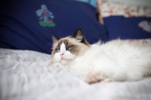 Jeune beau chat Ragdoll de race pure en bonne santé sur le lit