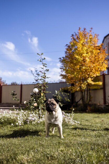 Un jeune beau chien de race carlin marche dans la rue et court le long de l'herbe verte