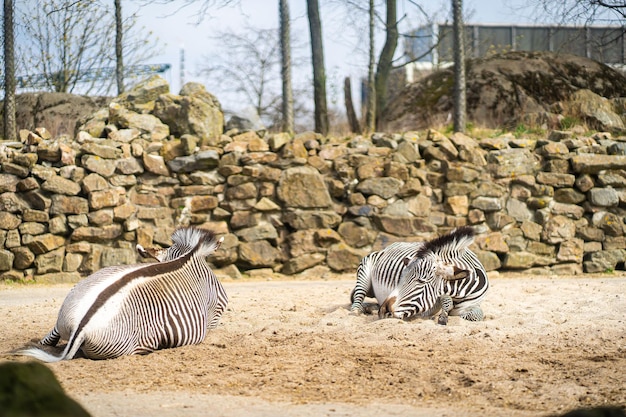 Jeune beau zèbre dormir sur fond de sol