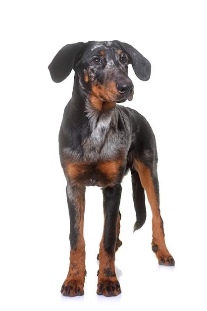 jeune beauceron isolé