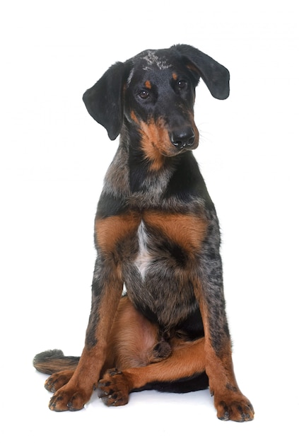 jeune beauceron isolé