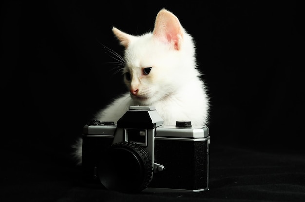 Jeune bébé chat blanc sur fond noir