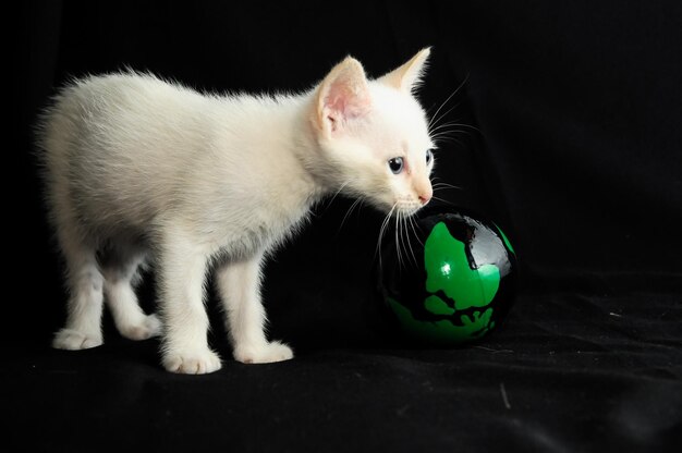 Jeune bébé chat blanc