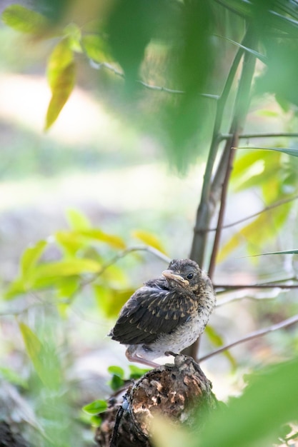 Jeune bébé oiseau à la recherche de sa mère sur un tronc d'arbre dans la nature