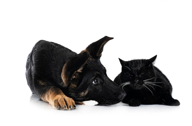 Jeune berger allemand et chat devant fond blanc