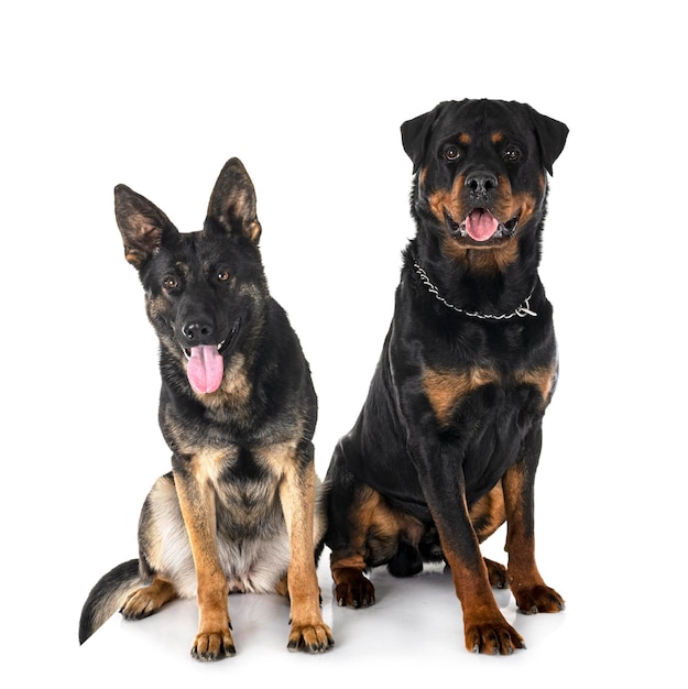 Jeune berger allemand et rottweiler