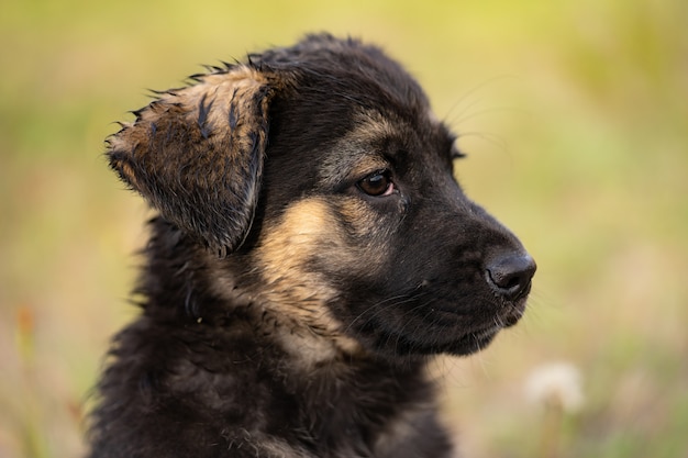 Un jeune berger allemand