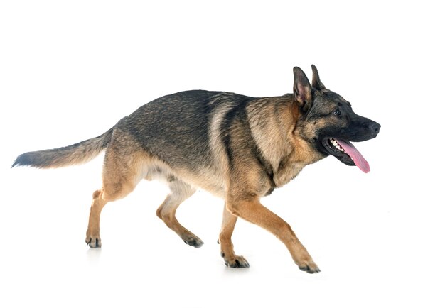 Jeune berger allemand