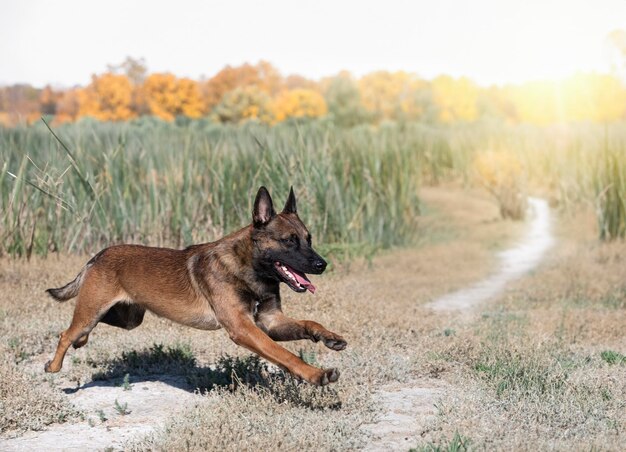 Un jeune berger belge se promène dans la nature.