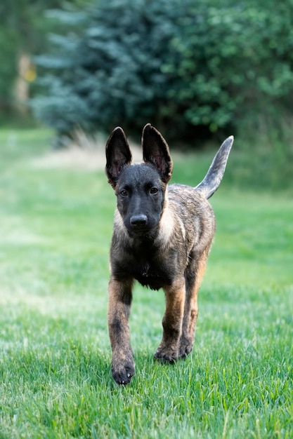 Photo un jeune berger belge se promène dans la nature.