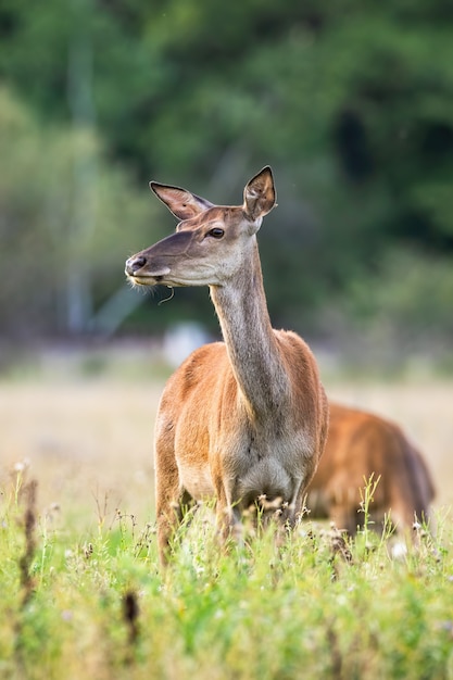 Jeune biche rouge debout sur le pré en été.