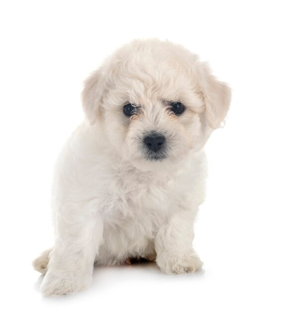 Jeune Bichon Frisé devant blanc