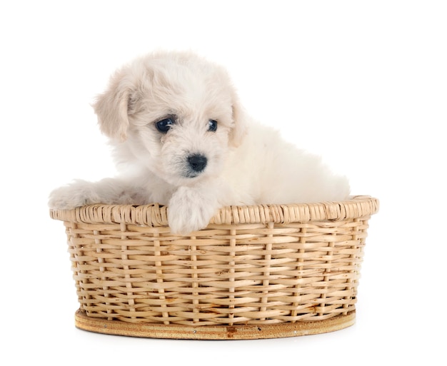 Jeune bichon frisé devant fond blanc