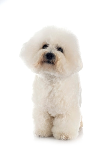 Jeune bichon frisé devant fond blanc