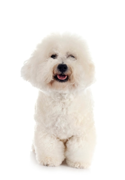 Jeune bichon frisé isolé sur blanc