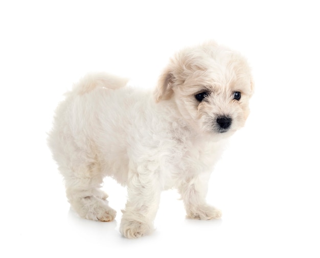 Jeune bichon frisé isolé sur blanc