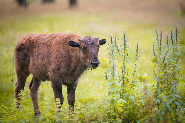 Jeune bison paissant dans la réserve.