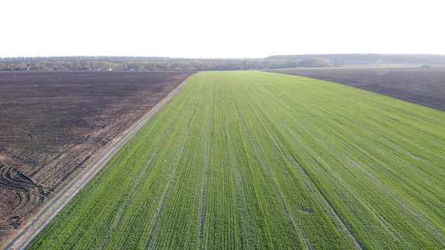 Le jeune blé d'hiver vert est semé le long d'une route de campagne un tir de la hauteur de la soirée au coucher du soleil